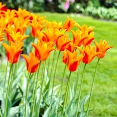 Turuncu Greetje Smit Sivri Uçlu Lale Soğanı-5 Adet