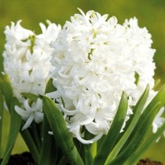 Beyaz  White Pearl Sümbül Soğanı-3 Adet