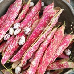 Oturak Bol Dökümlü Barbunya Tohumu-50 Gram