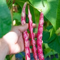 Lezzetli Barbunya Fidesi-5 Adet