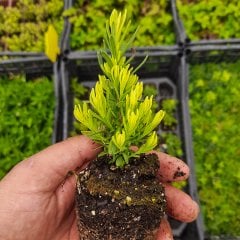 Alaca Yapraklı Lavandula Lavanta Fidesi-2 Adet