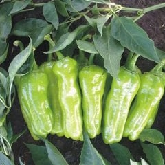 Köy Tipi Üç Burun Mazamort Biber Tohumu-10 Gram