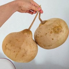 Su (Süs) Kabağı Fidesi-3 Adet
