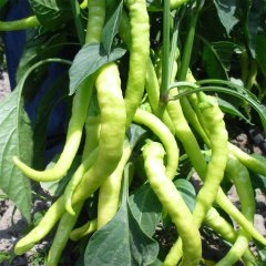 Çetinel Tatlı Sivri Biber Tohumu-10 Gram