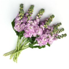 Pembe (Kokulu) Şebboy Çiçeği Fidesi-3 Adet