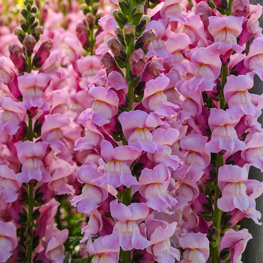 Lavander Aslanağzı Çiçek Fidesi-3 Adet