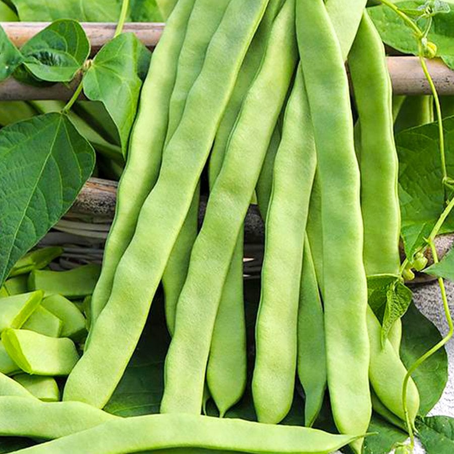 Alman Ayşe Sırık Fasulye Tohumu-50 Gram