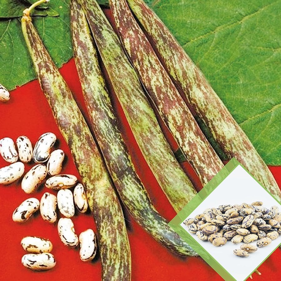 Bol Dökümlü Çilli Kız Fasulye Tohumu-50 Gram