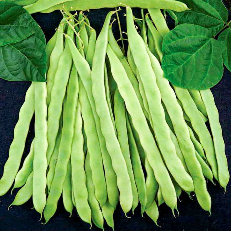 Sırık Verimli Helda  Fasulye Tohumu-50 Gram