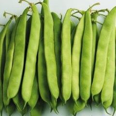 Bol Verimli Ferasetsiz Fasulye Tohumu-50 Gram