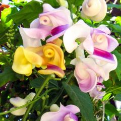 Tüplü İzmir Sarmaşığı Selluka Fidanı (30- 50cm)