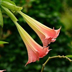 Tüplü Pembe Meleklerin Borazanı Fidanı (50-70cm)