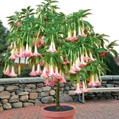 Tüplü Pembe Meleklerin Borazanı Fidanı (50-70cm)