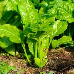 Geniş Yapraklı Matador Ispanak Tohumu-10 Gram