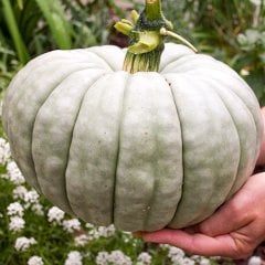 Reçellik Tatlılık Balkabağı Tohumu-10 Gram