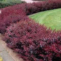 Berberis (Kadın Tuzluğu) Fidanı