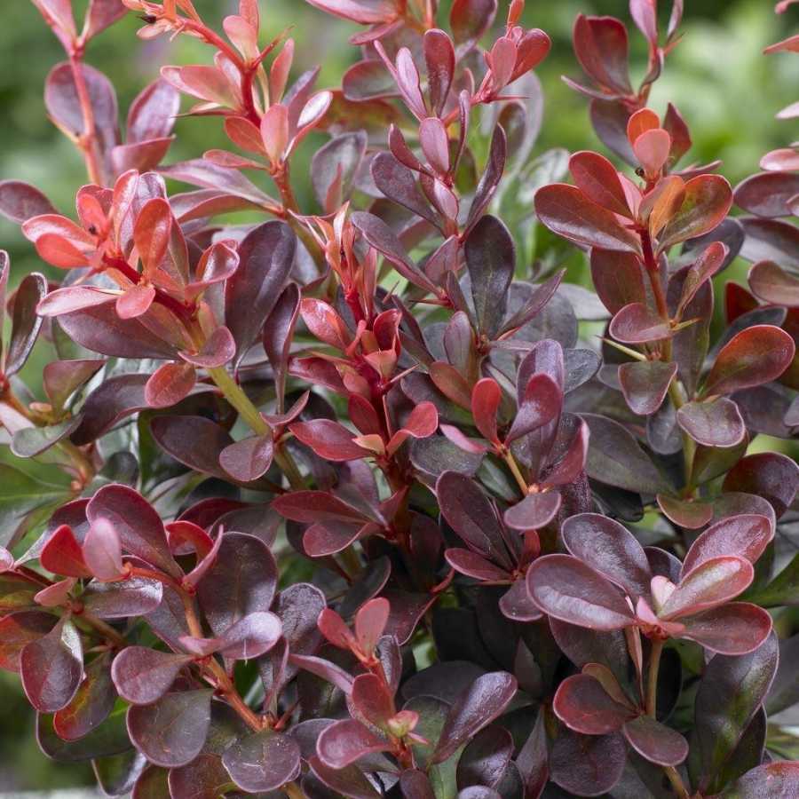 Berberis (Kadın Tuzluğu) Fidanı