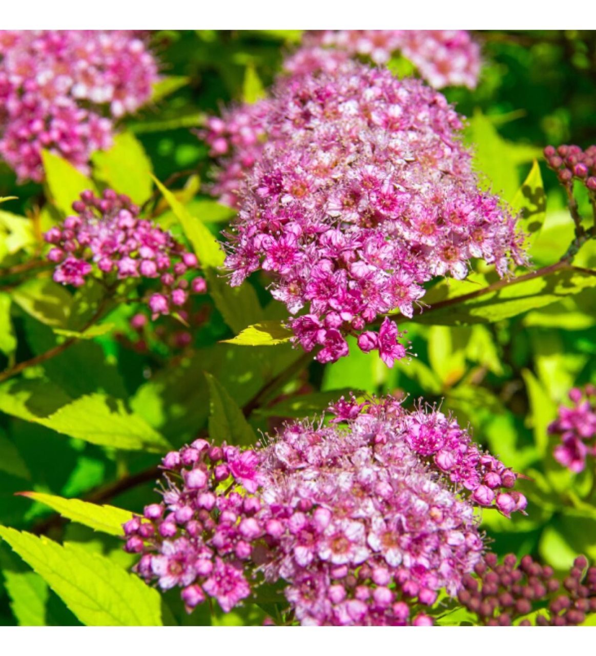 Tüplü Pembe Çiçekli Keçi Sakalı (İspirya) Fidanı