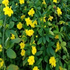 Tüplü Sarı Yasemin (Yellow Jasmine) Fidanı