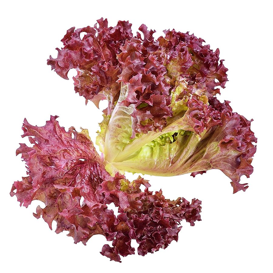 Çıtır Çıtır Yemeli Kırmızı Kıvırcık Marul Tohumu-5 Gram