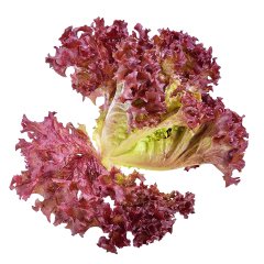 Çıtır Çıtır Yemeli Kırmızı Kıvırcık Marul Tohumu-5 Gram