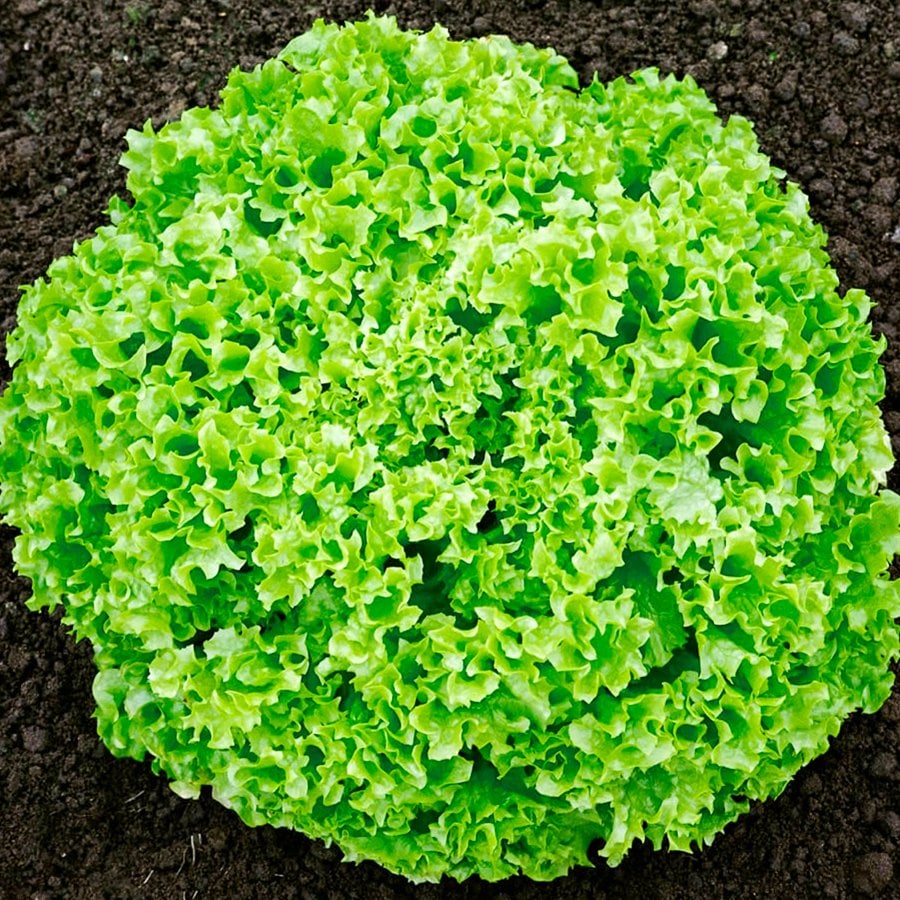 Kışlık Kıvırcık Marul Tohumu-10 Gram