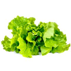 Dalgalı Yazlık Kıvırcık Marul Tohumu-10 Gram