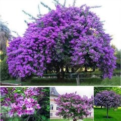 Tüplü Mor Leylak Fidanı (60-80cm) 8 Al 7 Öde