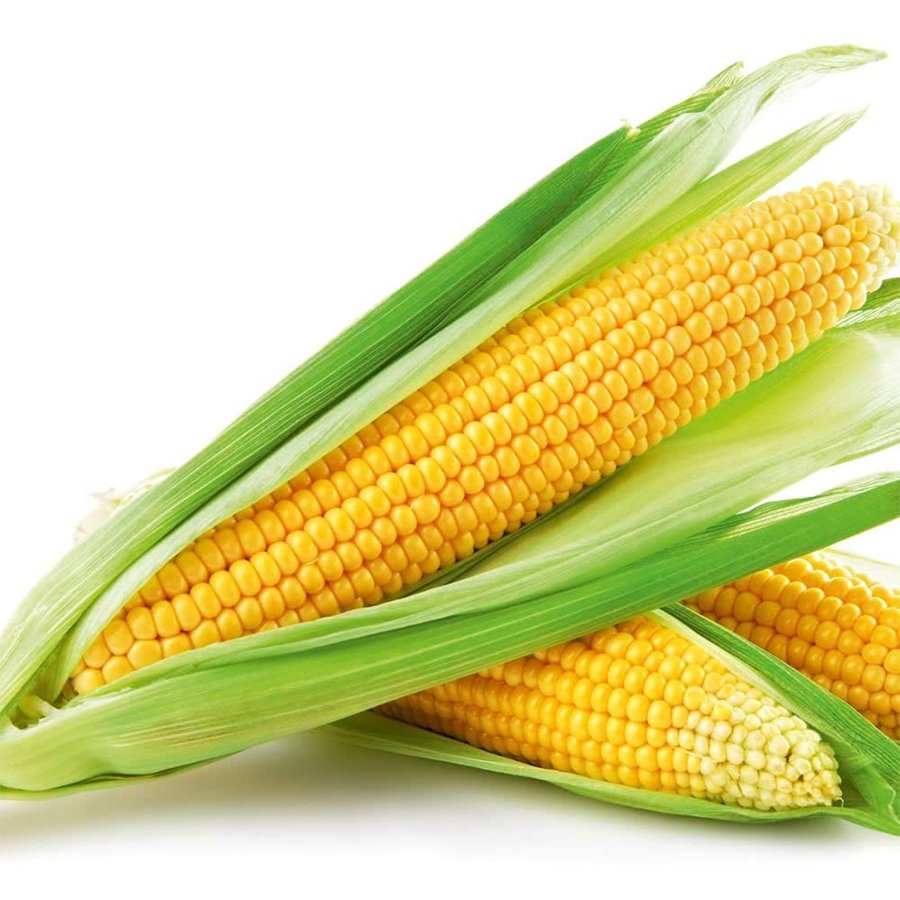 Tatlı Şeker Gibi Süt Mısır Tohumu-25 Gram