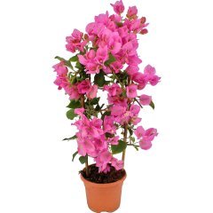 Saksıda Sarılıcı Pembe  Begonvil Fidanı
