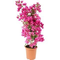 Saksıda Sarılıcı Pembe  Begonvil Fidanı