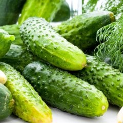 Kornişon Hıyar Tohumu-100 Adet