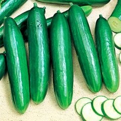 Bol Dökümlü Beith Alpha (Salatalık) Hıyar Tohumu-10 Gram