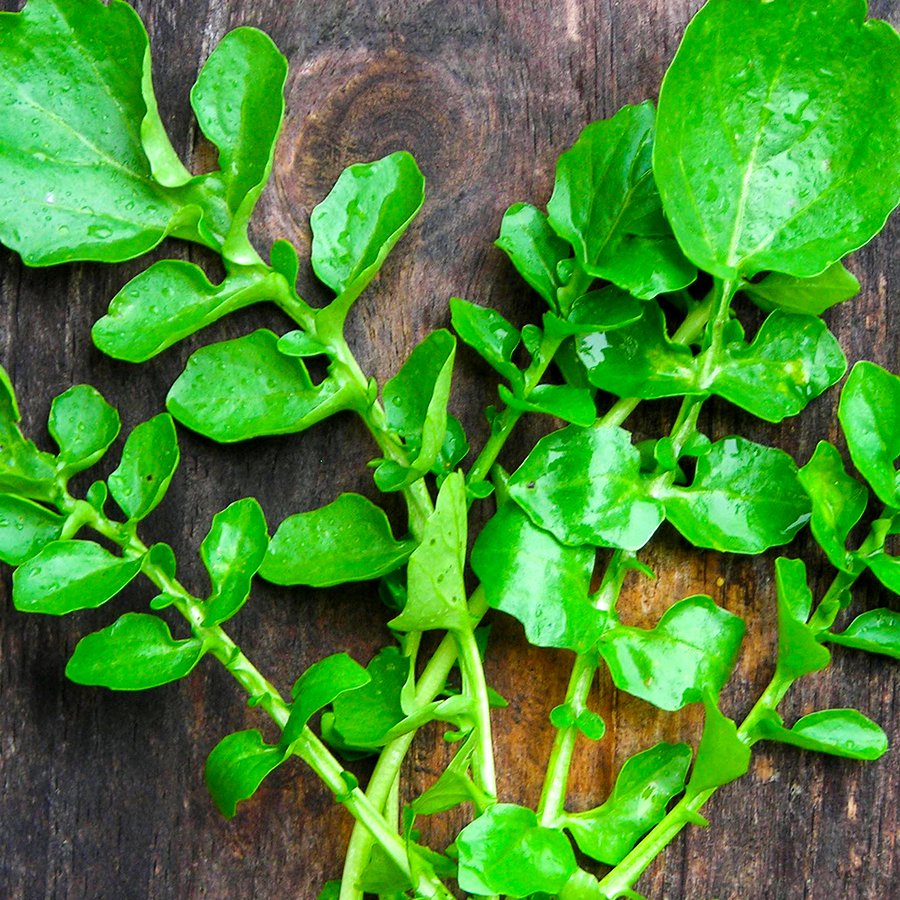 Şifalı Doğal Naturel Tere Tohumu-10 Gram