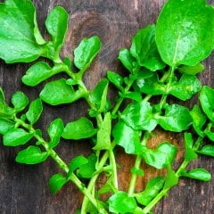 Şifalı Doğal Naturel Tere Tohumu-10 Gram