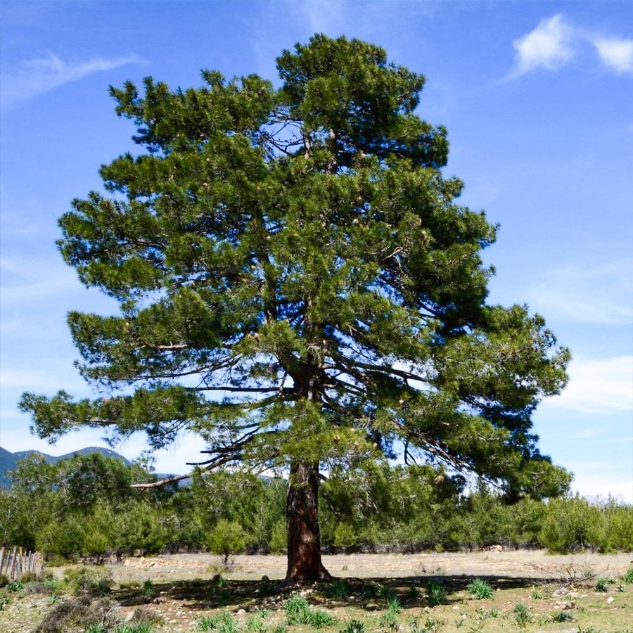 Tüplü Kızılçam (Pinaceae) Ağacı