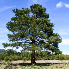 Tüplü Kızılçam (Pinaceae) Ağacı