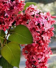 Tüplü Kırmızı Leylak Fidanı (Red Lilac) (30-50cm)