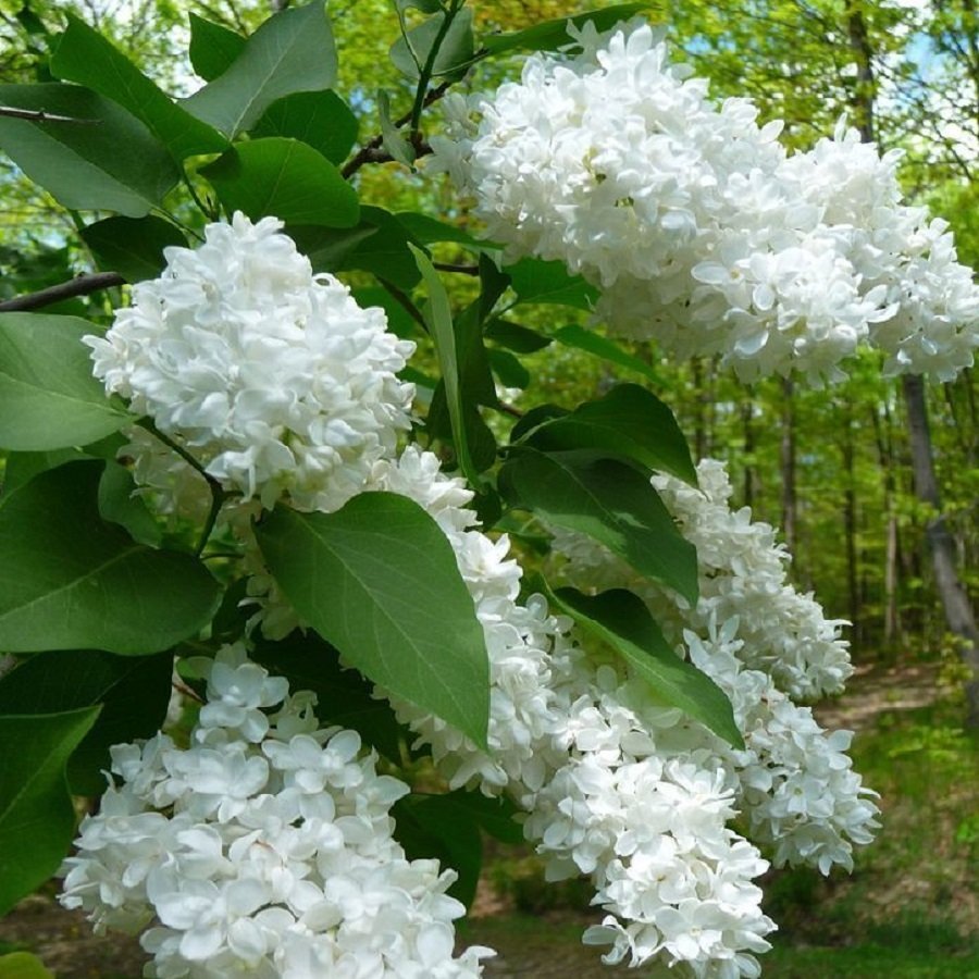 Tüplü Beyaz Leylak Fidanı (Flore Albo Lilac) (30-50cm)