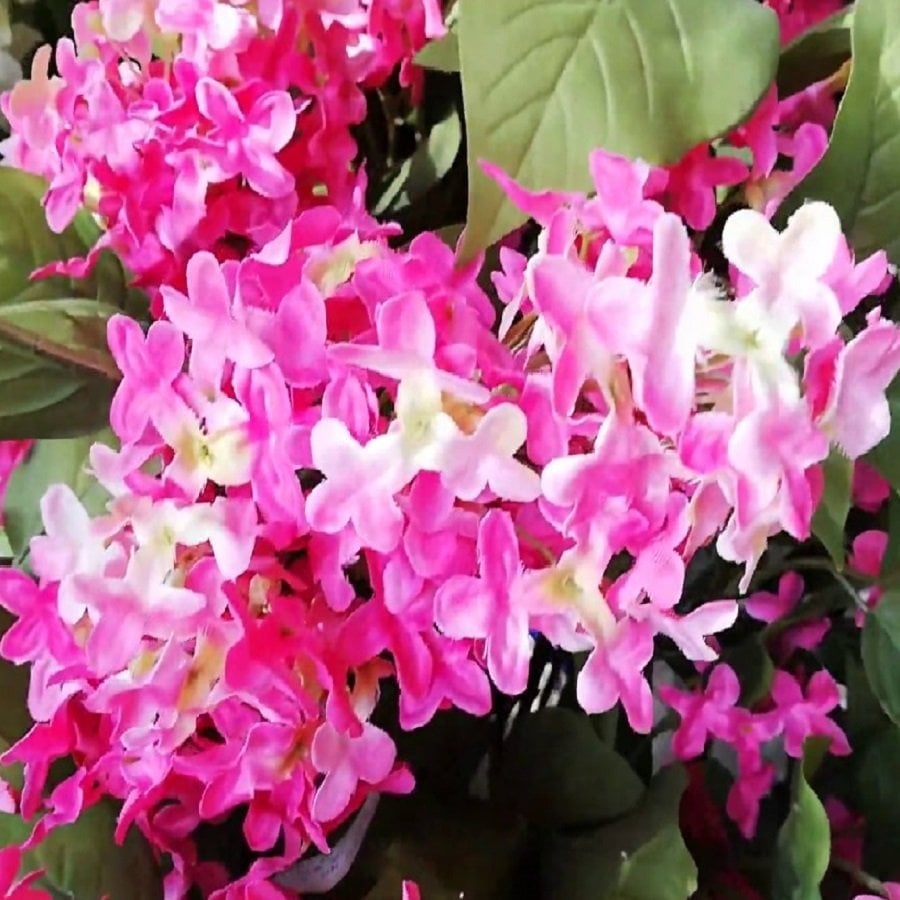 Tüplü Pembe Leylak Fidanı (Pink Lilac) (30-50cm)