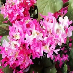 Tüplü Pembe Leylak Fidanı (Pink Lilac) (30-50cm)