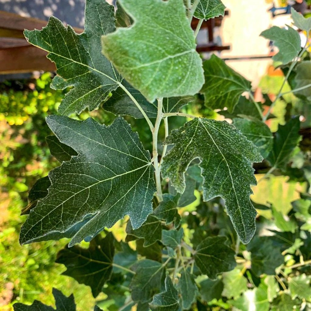 Tüplü Akkavak (Populus Alba) Fidanı