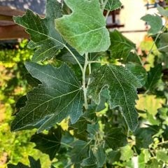 Tüplü Akkavak (Populus Alba) Fidanı