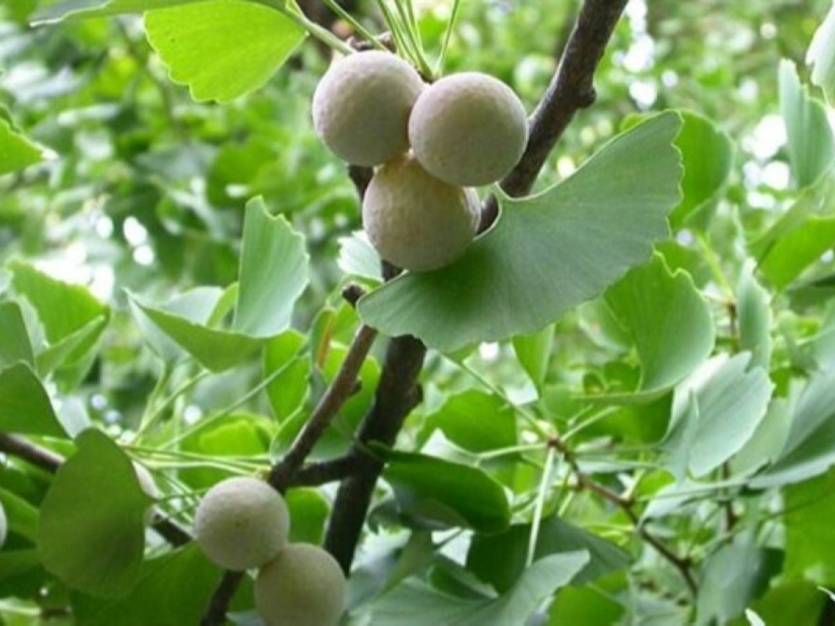 Tüplü (Ginkgo Biloba) Mabet Ağacı