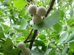 Tüplü (Ginkgo Biloba) Mabet Ağacı