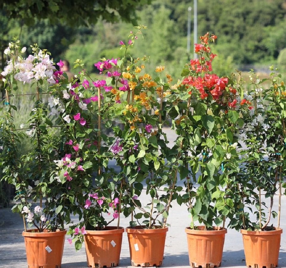 Mix Begonvil Çiçeği Fidesi 5 Adet (10-15 cm)