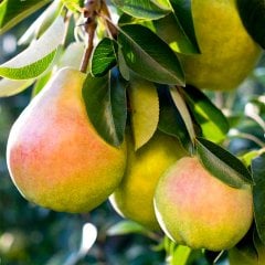 Tüplü Yarı Bodur Aşılı Erkenci Etruşka Armut Fidanı