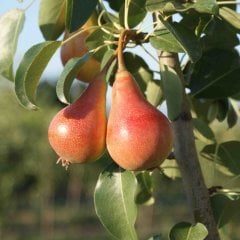 Tüplü Aşılı  Yarı Bodur Aromalı June Beuty Armut Fidanı