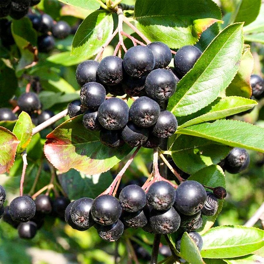 Tüplü Süper Meyve Amit Aronia Berry Aronya Fidanı