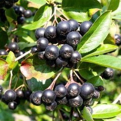 Tüplü Süper Meyve Amit Aronia Berry Aronya Fidanı